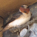 Cliff Swallow