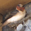 Cliff Swallow