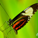 Cydno Longwing