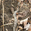Eastern hognose