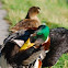 ducks anyway
