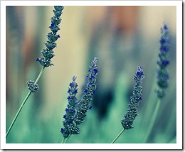 lavender