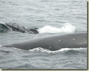 2008 05 22_Whale watching_0080