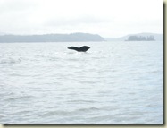 2008 05 22_Whale watching_0077