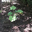 chrissi's squash