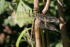 IMG_2919_crop.JPG