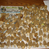 Morels