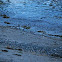Western Sandpiper