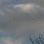 Turkey Vulture 