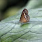 bush brown butterfly
