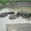 Murrah buffalo