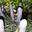 Dead Man's Fingers