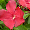 Nerium oleander