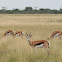 Springbok