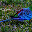 Australian Ringneck Parrot