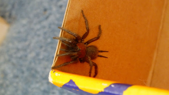 Spotting Image 1