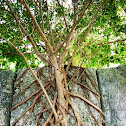 Strangler Fig