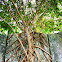 Strangler Fig