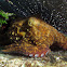 Caribbean Reef Octopus