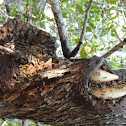 Wild Honey Bees