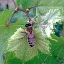 Western honey bee (westliche Honigbiene)