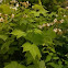 Himalayan Blackberry