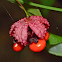 American strawberry bush