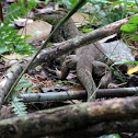 Malayan Water Monitor