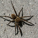 Wolf Spider