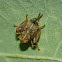Leafhopper