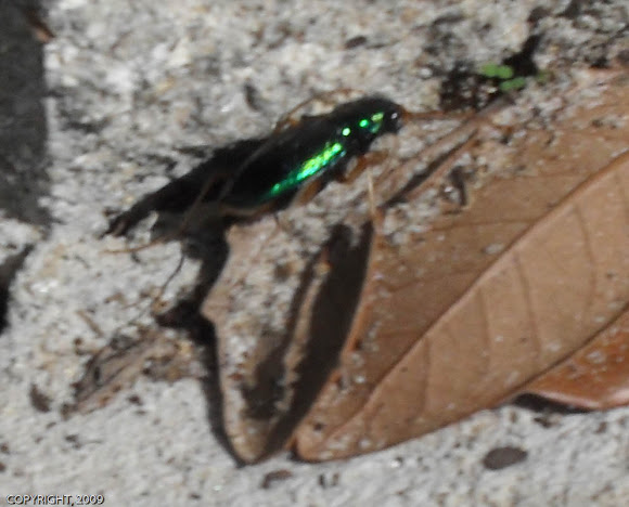 Spotting Image 1