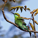 Green Bee-eater
