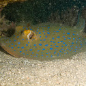 Bluespotted ribbontail ray