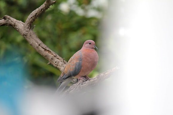 Spotting Image 1