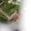 Laughing Dove