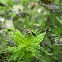 Four-lined Plant Bug