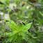 Four-lined Plant Bug