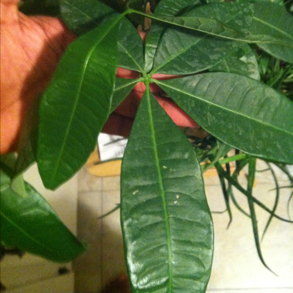 Spotting Image 1