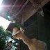 Nara: Part 1 - The Tourist's Nara
