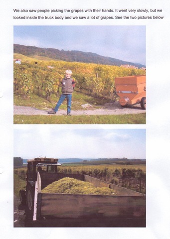 [sivert grape picking 2[5].jpg]