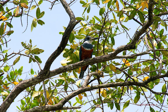 Spotting Image 1