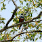 Ringed Kingfisher