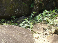 Lagarto perto da toca embaixo da pedra