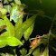 amplexus multiple