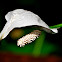 Peace Lily