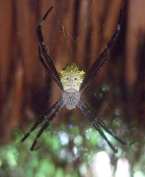 Spotting Image 1