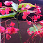 Wax Begonia