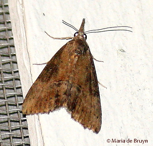 Spotting Image 1
