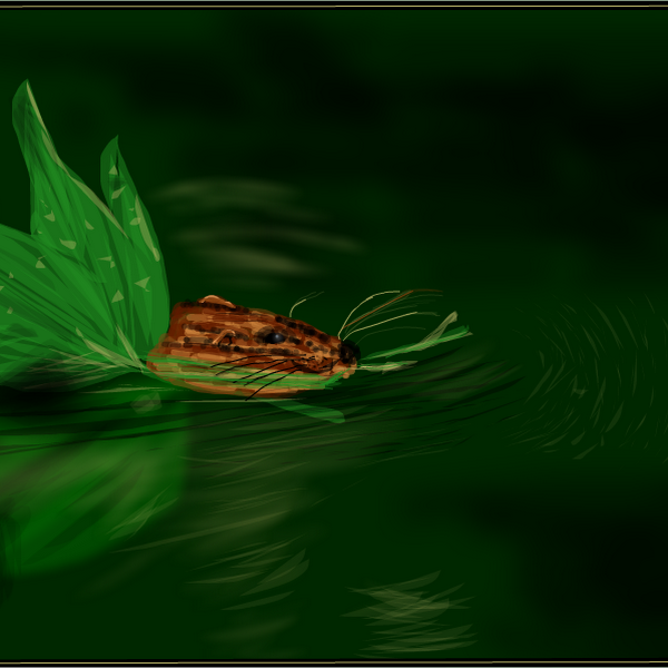 The Swimming Muskrat » drawings » SketchPort