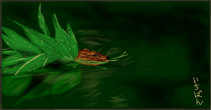 The Swimming Muskrat